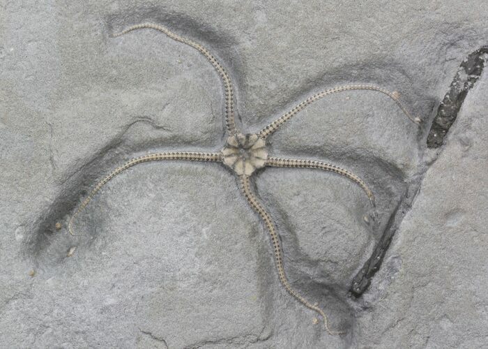 Exceptional Jurassic Brittle Star (Palaeocoma) - Lyme Regis #30932